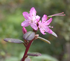 R. 'scabrifolium'